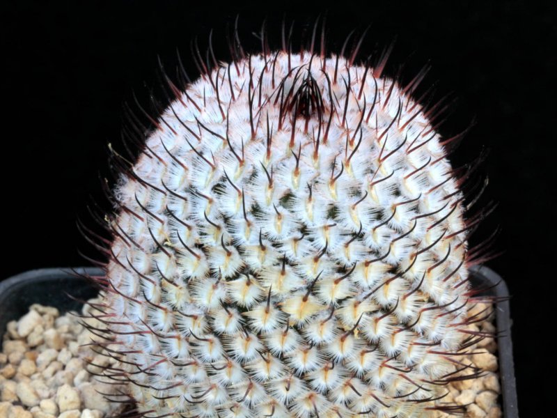 Mammillaria perezdelarosae ssp. andersoniana 