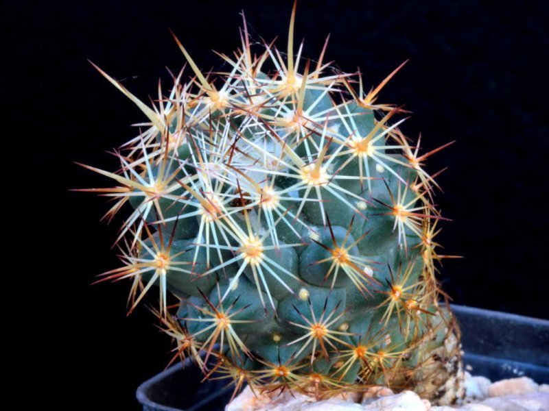 coryphantha glanduligera