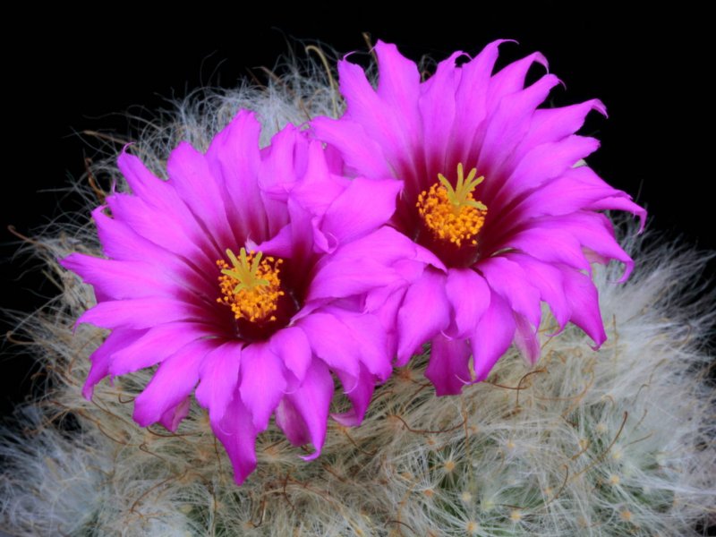 Mammillaria guelzowiana SB 465