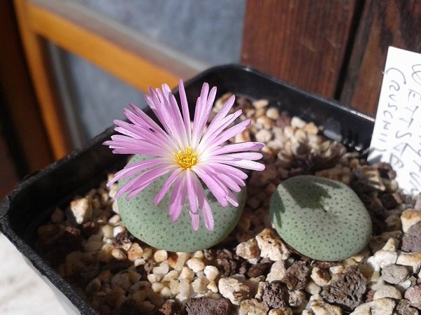 conophytum wettsteinii ssp. ruschii