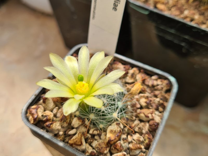 Mammillaria heidiae Lau 1154