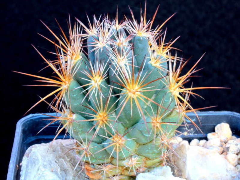 coryphantha wohschlageri