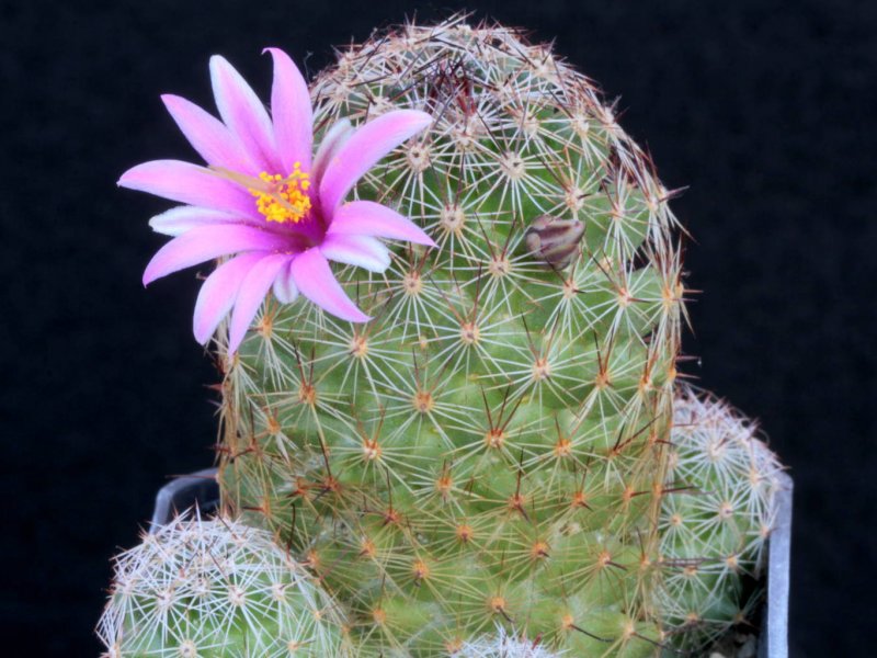 Mammillaria gueldemanniana SB 707