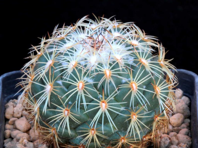 coryphantha elephantidens ssp. greenwoodii