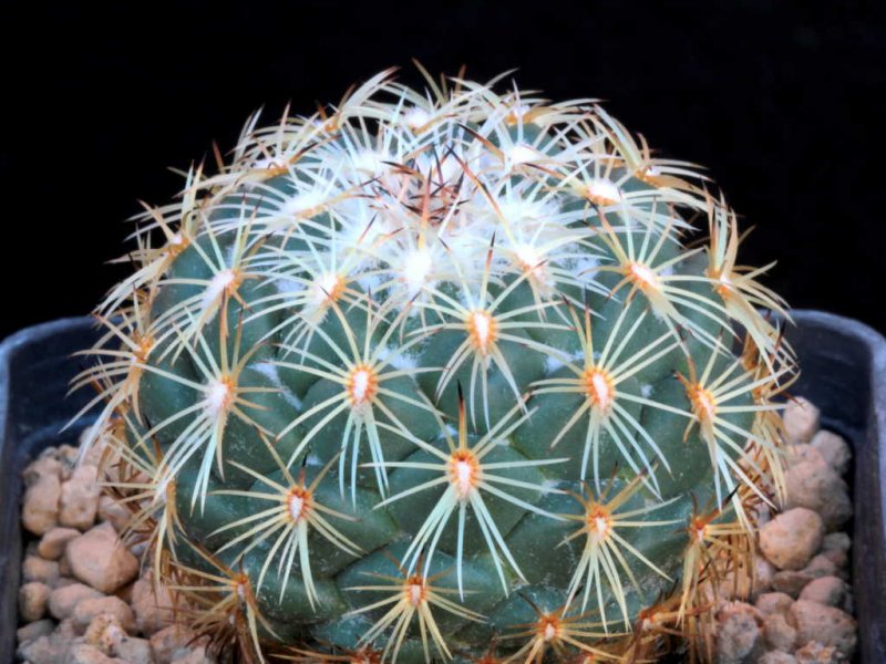 Coryphantha elephantidens ssp. greenwoodii 