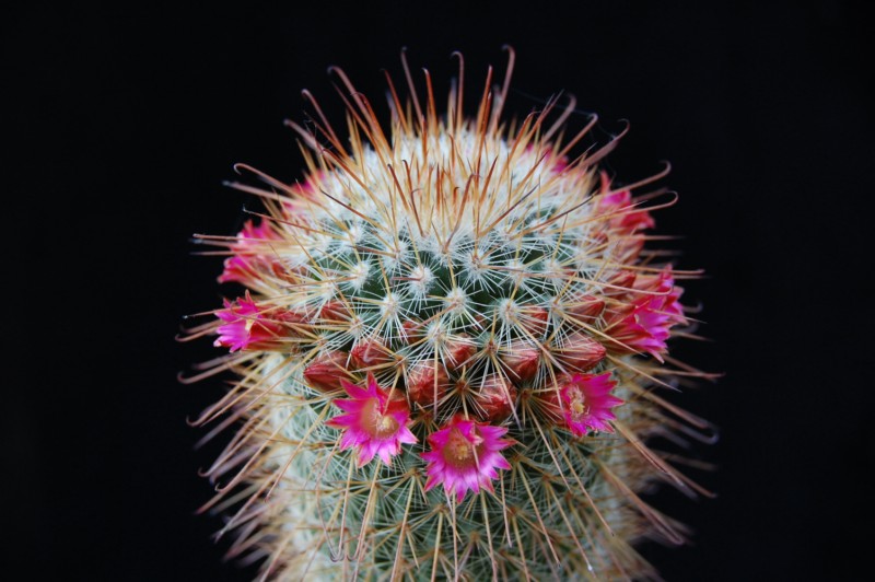 Mammillaria magnifica 