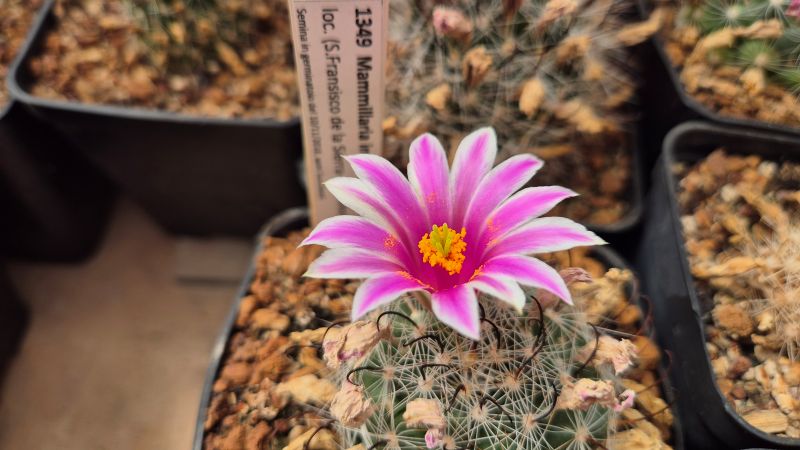mammillaria insularis