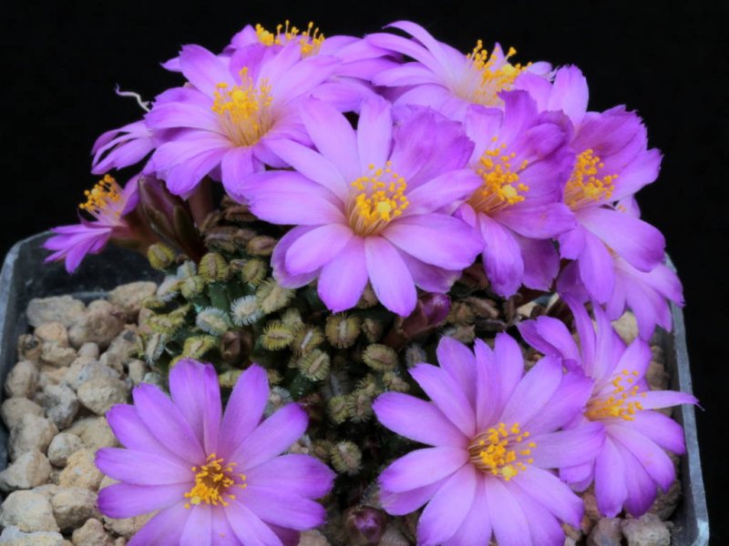 Mammillaria bertholdii 