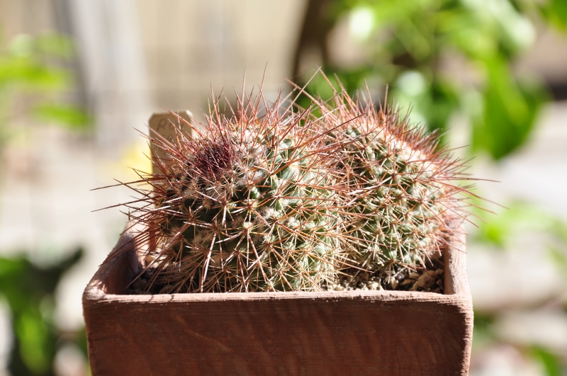 Mammillaria tesopacensis ROG 693