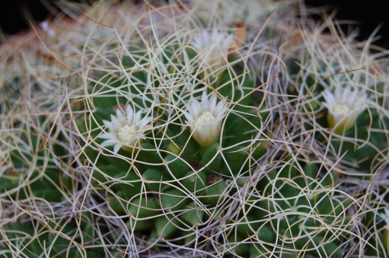 Mammillaria decipiens ssp. camptotricha 