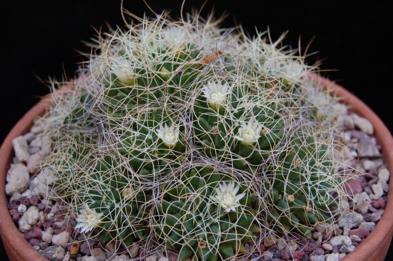 Mammillaria decipiens ssp. camptotricha 