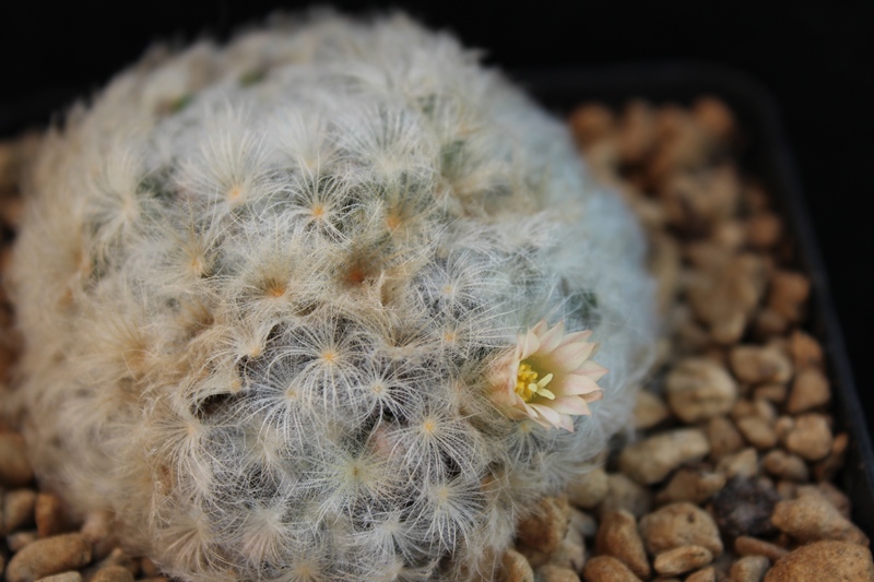 Mammillaria plumosa v. roseiflora 