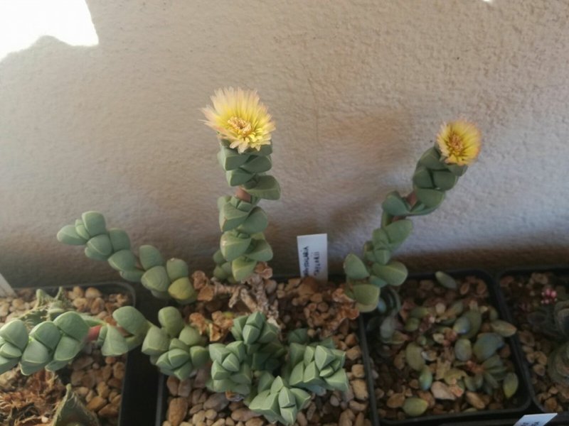 Corpuscularia taylorii 