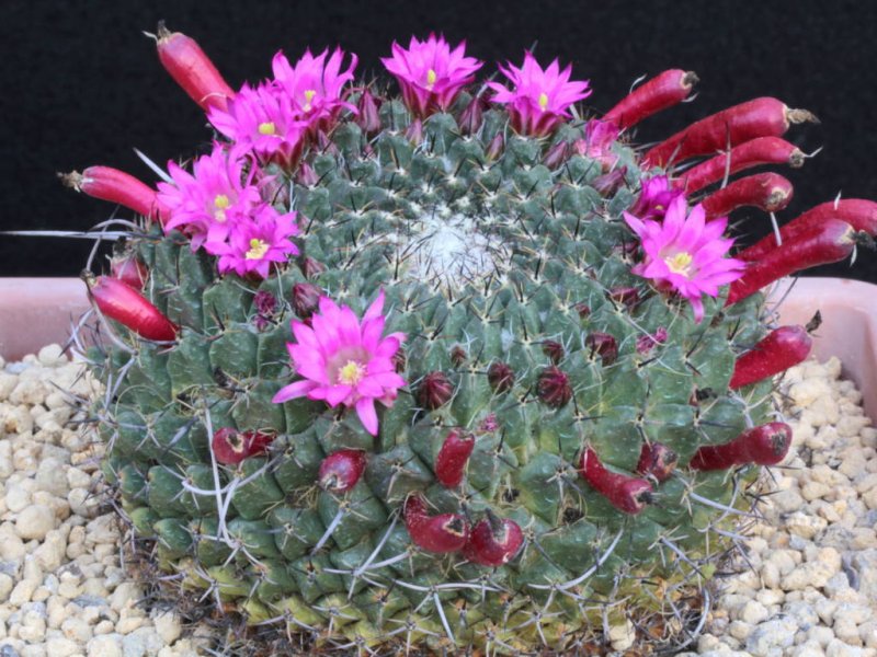 Mammillaria casoi ROG 374