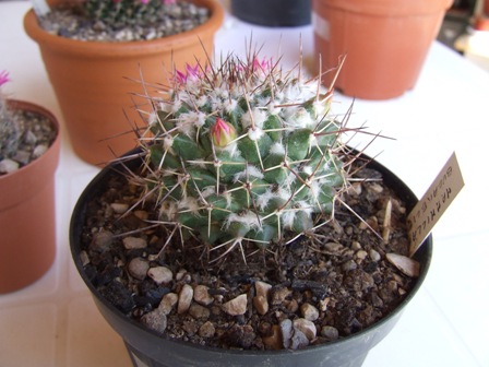 Mammillaria bucareliensis 