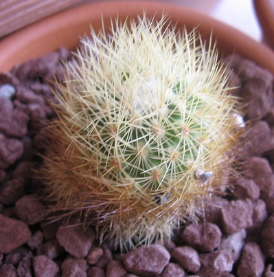 Escobaria  