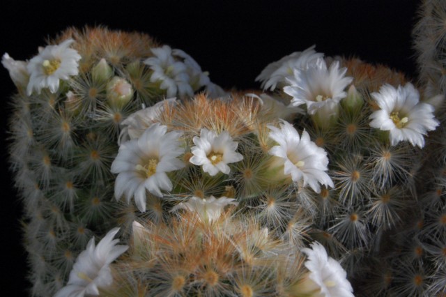 Mammillaria carmenae 