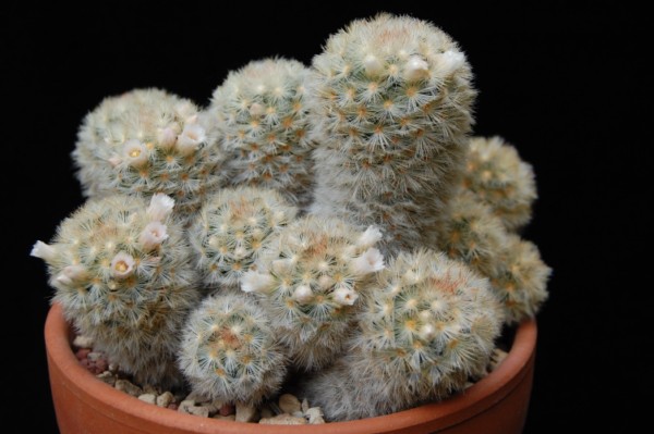 Mammillaria carmenae 