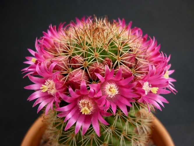 Mammillaria backebergiana 