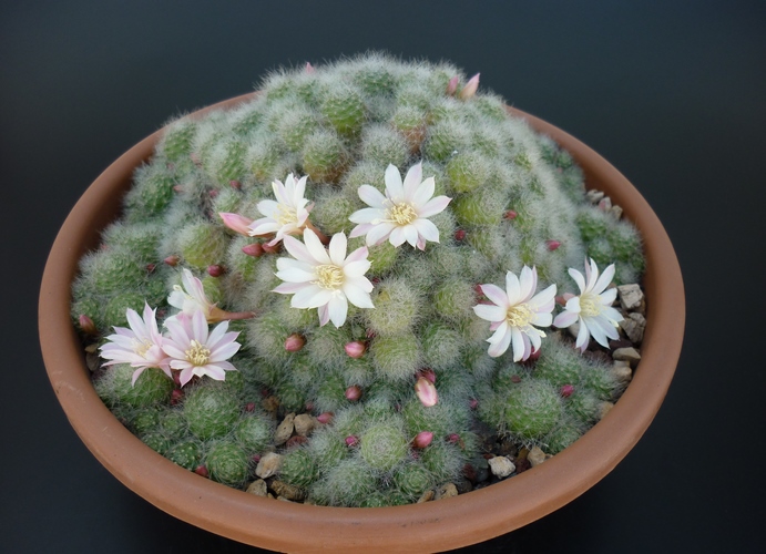 Rebutia albiflora 