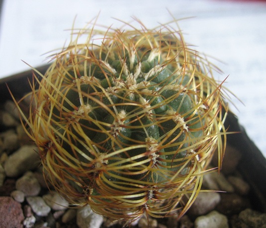 Oroya peruviana 