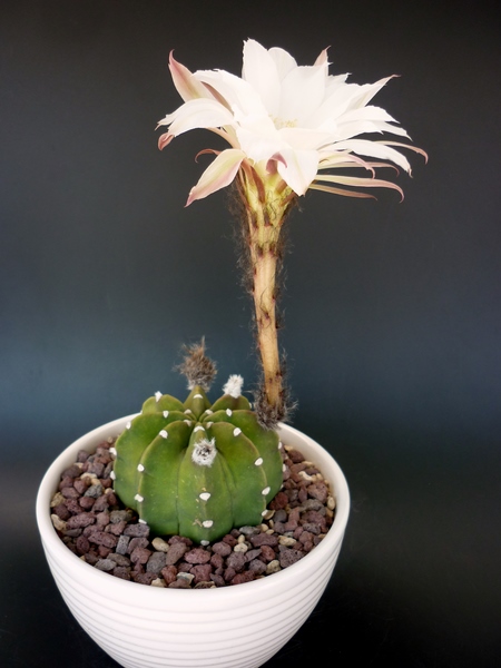 Echinopsis subdenudata 