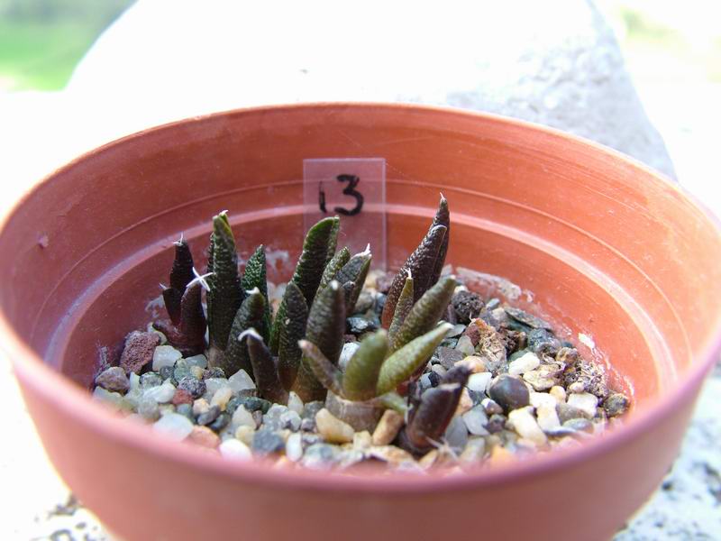 Ariocarpus scapharostrus 