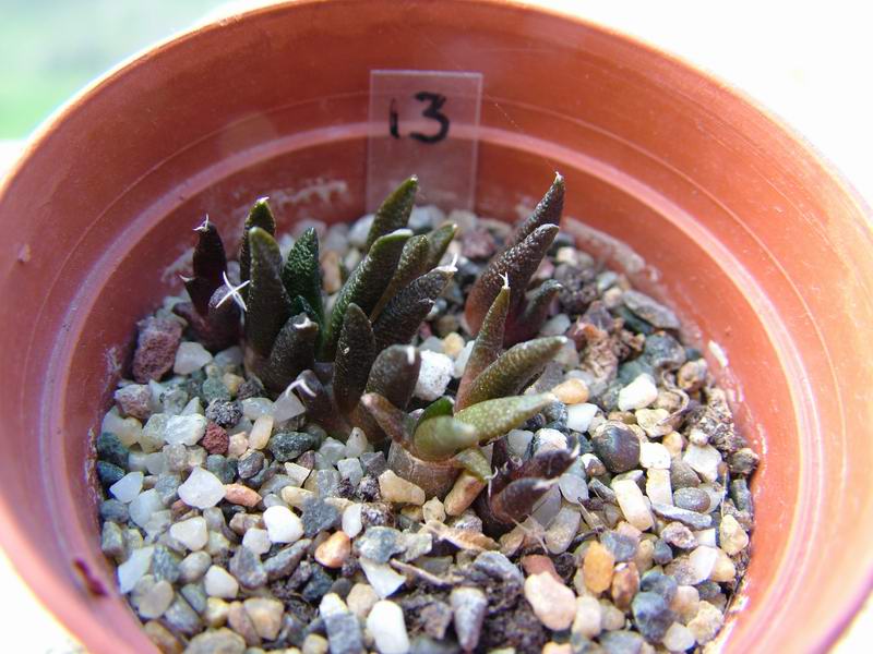 Ariocarpus scapharostrus 