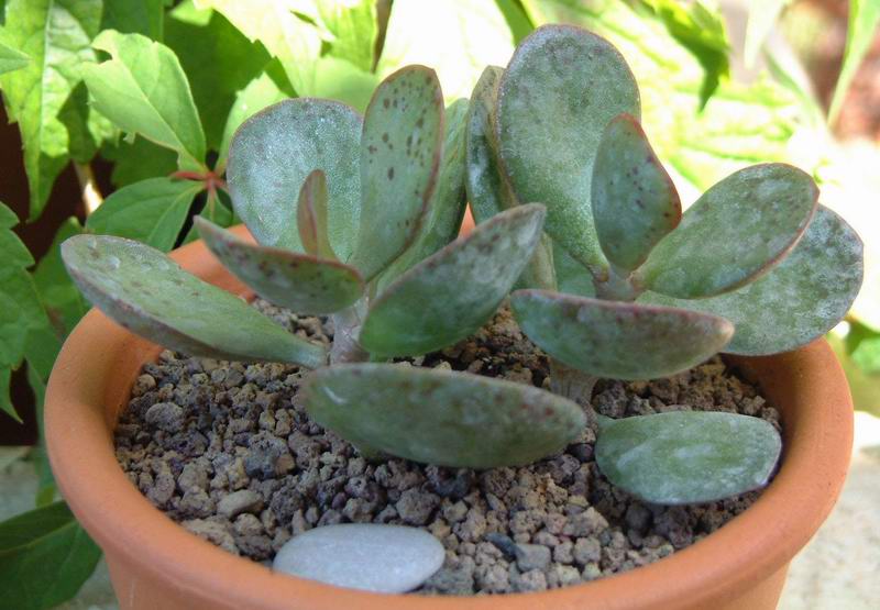 Adromischus schuldtianus 