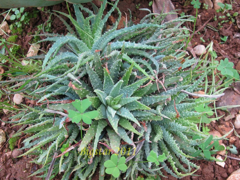 aloe humilis