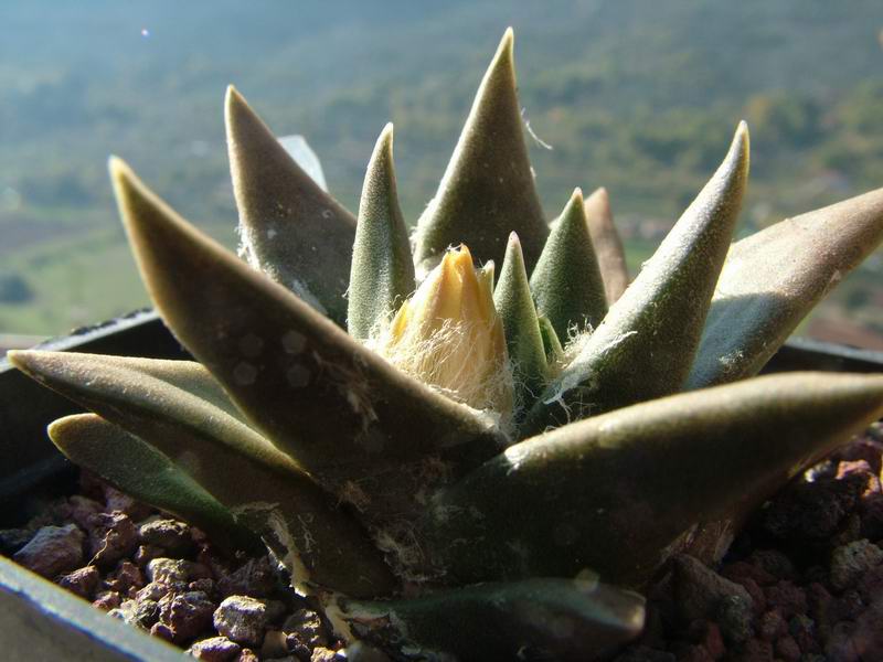 Ariocarpus scapharostrus 