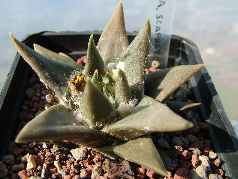 Ariocarpus scapharostrus 