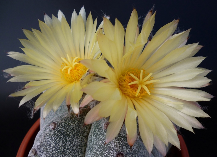 Astrophytum myriostigma 