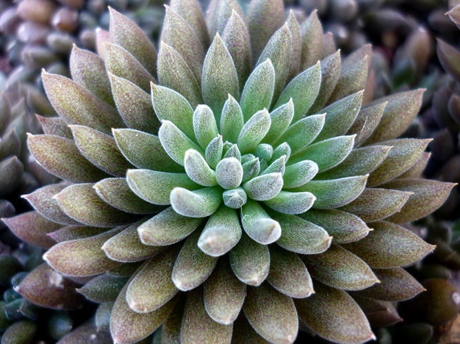 Sinocrassula yunnanensis 