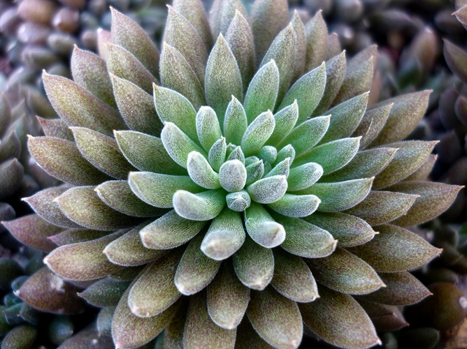 Sinocrassula yunnanensis 