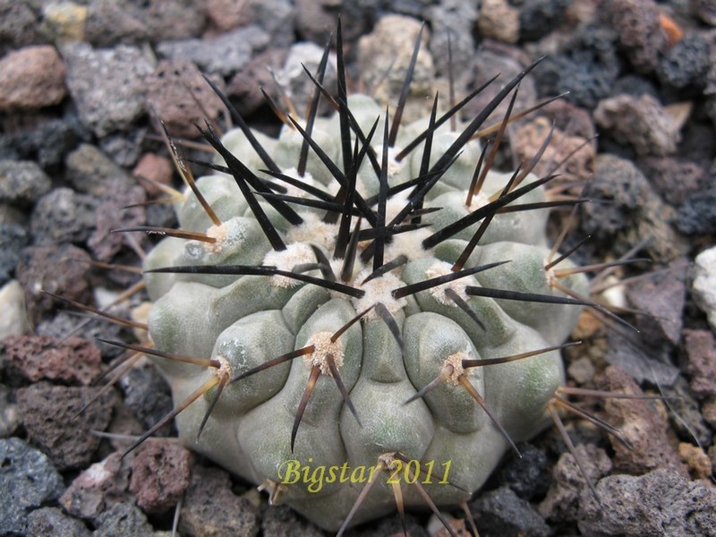 Copiapoa cinerea v. columna-alba OLV 35