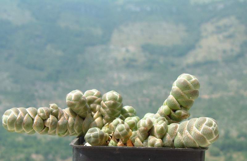 Crassula barklyi 