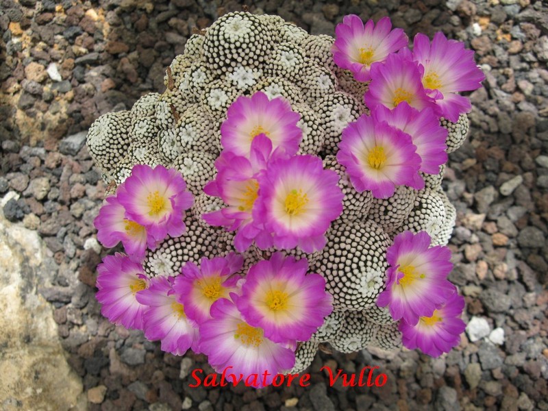 Mammillaria luethyi 