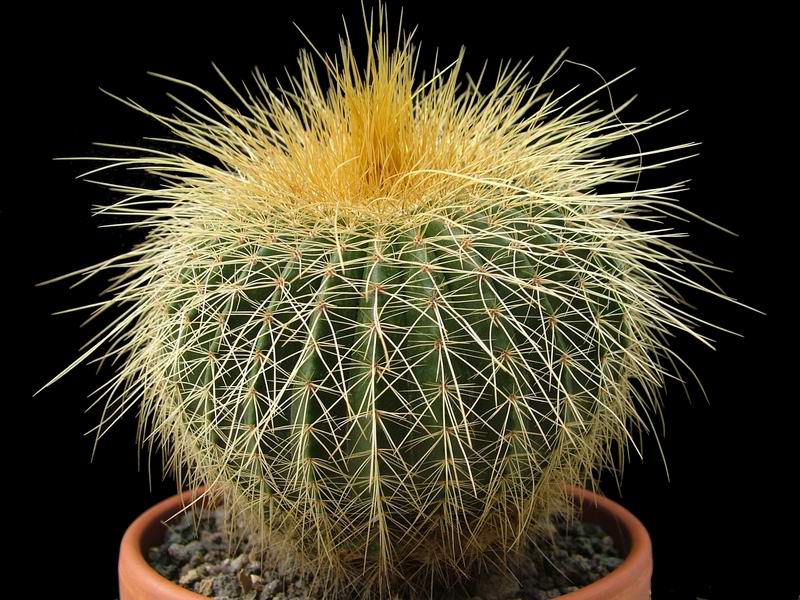 Notocactus leninghausii 