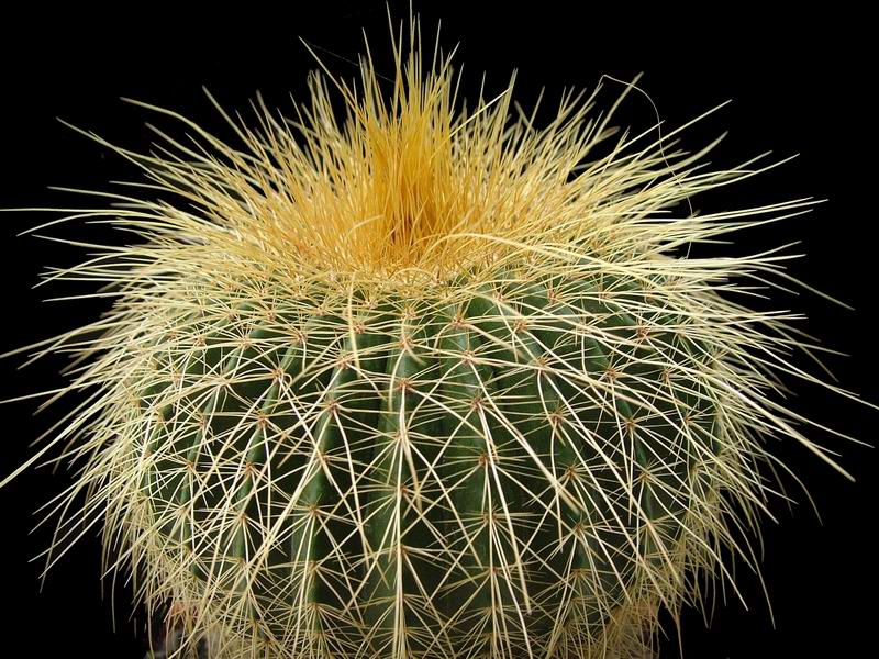 Notocactus leninghausii 