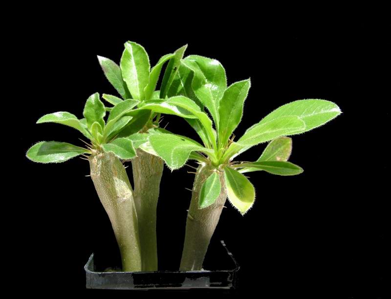 Pachypodium saundersii 
