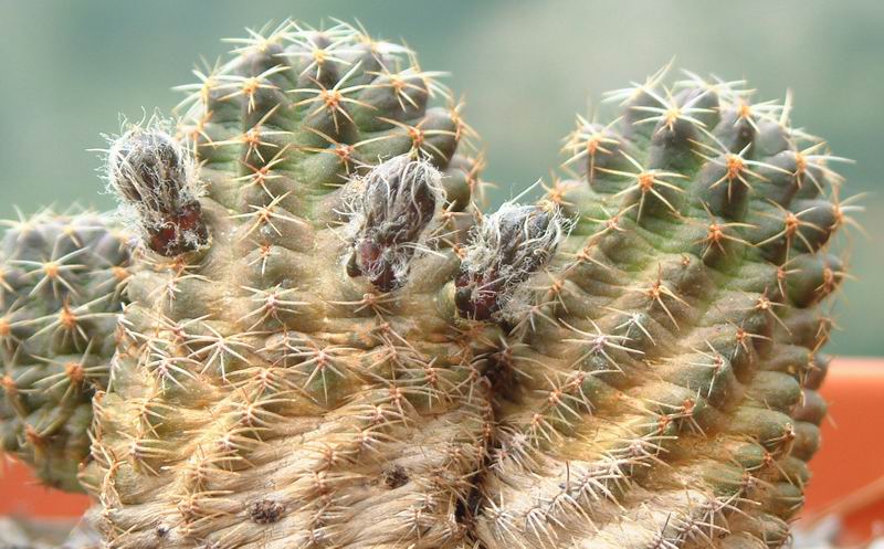 Rebutia pygmaea v. colorea 