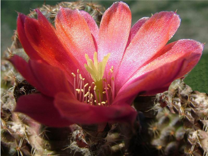 Rebutia pygmaea v. colorea 