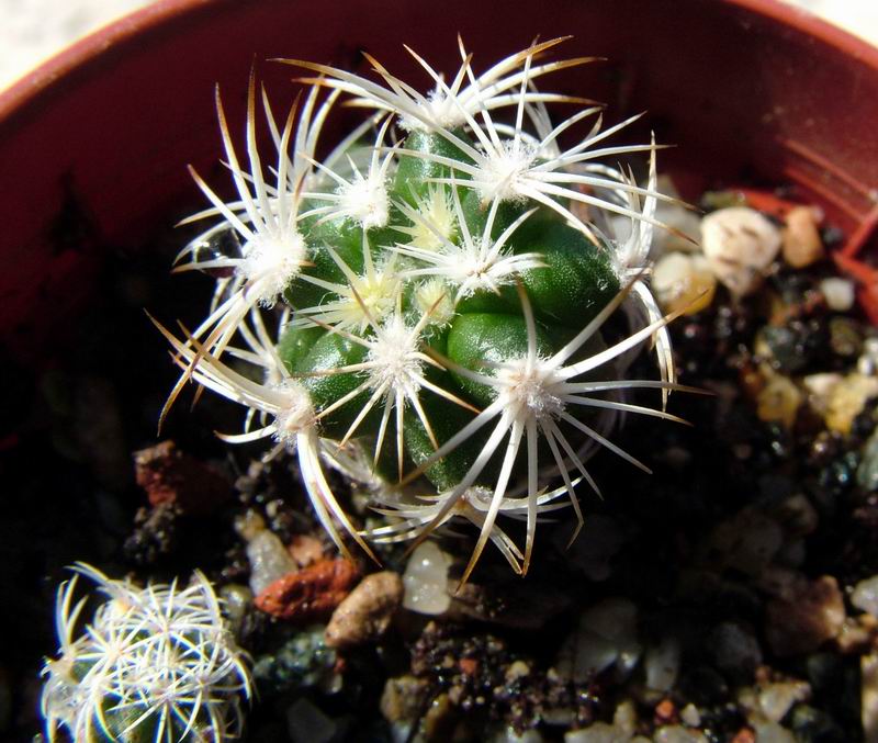 Turbinicarpus horripilus 