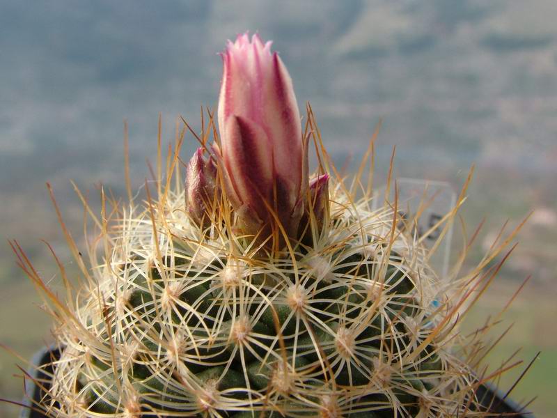 Turbinicarpus knuthianus Z 161