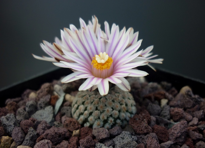 Turbinicarpus valdezianus 