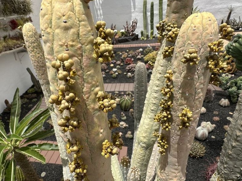 Euphorbia abdelkuri 
