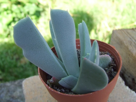 Cheiridopsis ? 