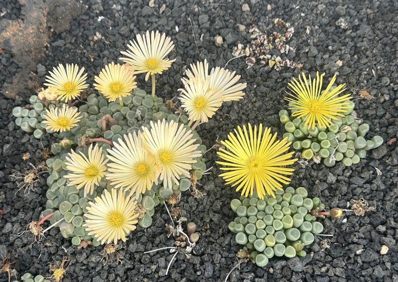 Fenestraria rhopalophylla ssp. aurantiaca 