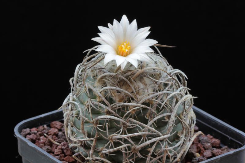 Turbinicarpus gracilis 